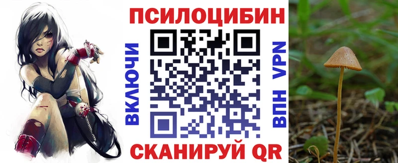 цена   Озёры  Псилоцибиновые грибы Psilocybe 